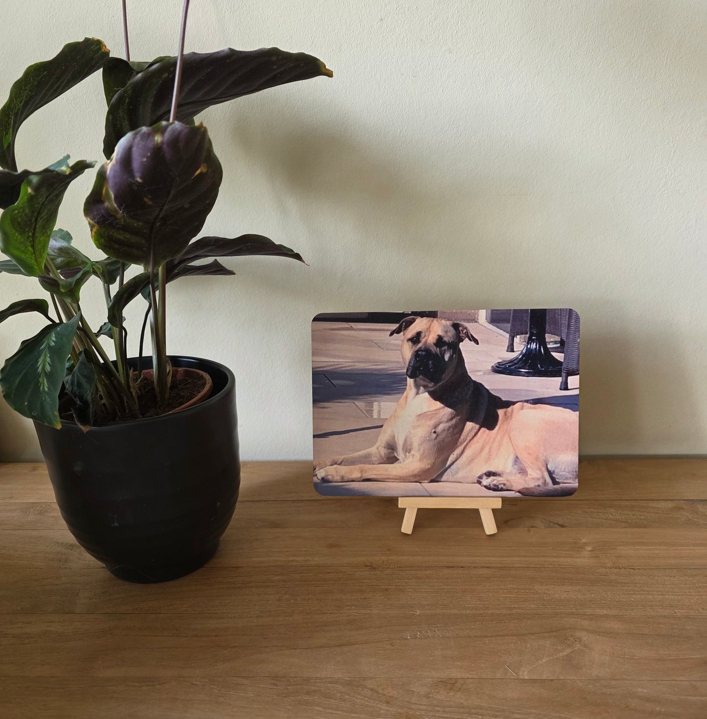 foto gedrukt op hout naast een plant