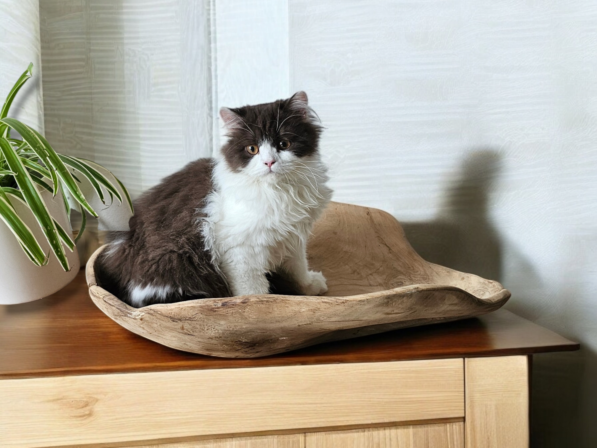 kat in een teakhouten schaal op een kast