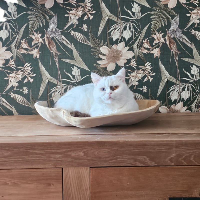 Houten schal met liggende kat op een dressoir