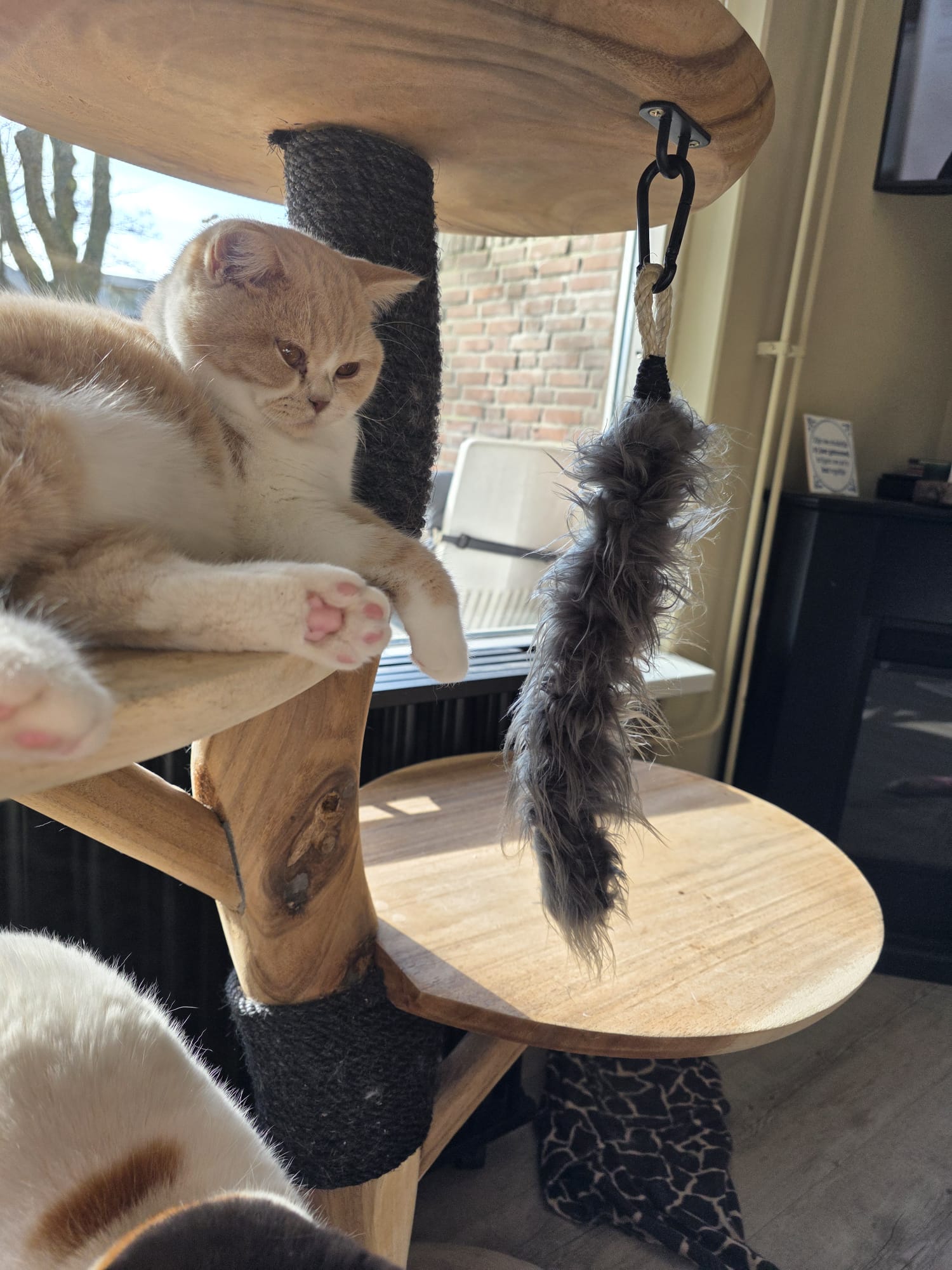 Houten krabpaal met speeltje en een rood/witte kat 